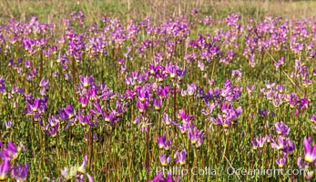 Shooting stars, a springtime flower, blooming on the Santa Rosa Plateau, Santa Rosa Plateau Ecological Reserve, Murrieta, California