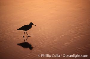 Shorebird on the beach, reflection, Del Mar, California