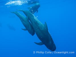 Short-Finned Pilot Whales Underwater, Moorea, French Polynesia, Globicephala macrorhynchus, Globicephala macrorhynchus