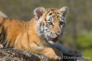 Siberian tiger cub, male, 10 weeks old, Panthera tigris altaica