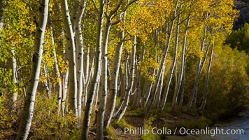 Bishop Creek and aspen trees in autumn, in the eastern Sierra Nevada mountains, Populus tremuloides, Bishop Creek Canyon Sierra Nevada Mountains