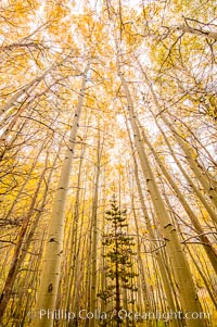 Quaking Aspen Trees, Sierra Nevada Fall Colors, Bishop Creek Canyon, Populus tremuloides, Bishop Creek Canyon, Sierra Nevada Mountains