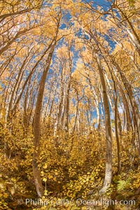 Aspen Trees and Sierra Nevada Fall Colors, Bishop Creek Canyon, Populus tremuloides, Bishop Creek Canyon, Sierra Nevada Mountains