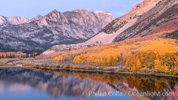 Sierra Nevada fall colors in soft predawn light, North Lake, Bishop Creek Canyon, Populus tremuloides, Bishop Creek Canyon, Sierra Nevada Mountains