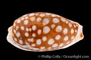 Sieve Cowrie, Cypraea cribraria