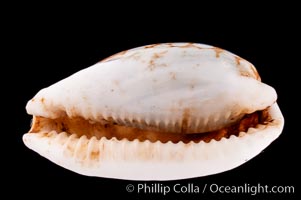 Sieve Cowrie, Cypraea cribraria