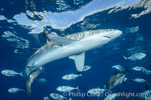 Silky Shark at San Benedicto Islands, Revillagigedos, Mexico, Carcharhinus falciformis, Socorro Island (Islas Revillagigedos)