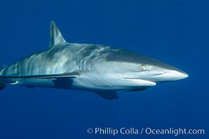 Silky Shark at San Benedicto Islands, Revillagigedos, Mexico, Carcharhinus falciformis, Socorro Island (Islas Revillagigedos)