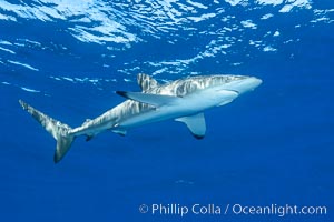 Silky Shark at San Benedicto Islands, Revillagigedos, Mexico, Carcharhinus falciformis, Socorro Island (Islas Revillagigedos)