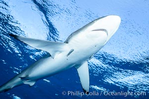 Silky Shark at San Benedicto Islands, Revillagigedos, Mexico, Carcharhinus falciformis, Socorro Island (Islas Revillagigedos)