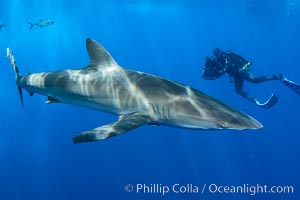 Silky Shark at San Benedicto Islands, Revillagigedos, Mexico, Carcharhinus falciformis, Socorro Island (Islas Revillagigedos)