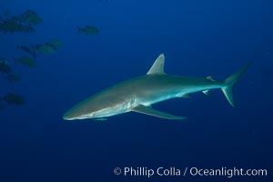 Silky Shark at San Benedicto Islands, Revillagigedos, Mexico, Carcharhinus falciformis, Socorro Island (Islas Revillagigedos)