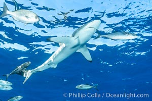 Silky Shark at San Benedicto Islands, Revillagigedos, Mexico, Carcharhinus falciformis, Socorro Island (Islas Revillagigedos)