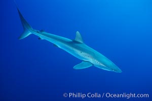 Silky shark, Socorro Island (Revilligigedos), Carcharhinus falciformis