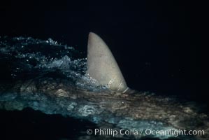 Silky shark, dorsal fin breaking surface, Carcharhinus falciformis, Cocos Island