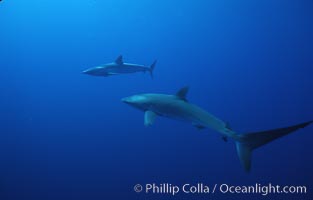 Silky shark, Socorro Island, Revilligigedos, Carcharhinus falciformis