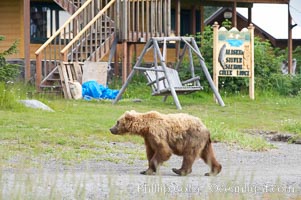 Brown bear passes by Silver Salmon Creek Lodge, Lake Clark National Park, Alaska