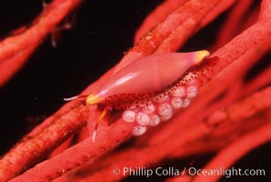 Simnia and egg cluster on gorgonian, Delonovolva aequalis, Anacapa Island