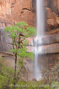 Waterfall at Temple of Sinawava during peak flow following spring rainstorm.  Zion Canyon, Zion National Park, Utah