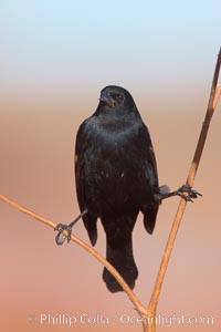Small black bird, Bosque del Apache National Wildlife Refuge, Socorro, New Mexico