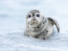 Pacific Harbor Seal Pup About Two Weeks Old, hauled out on a white sand beach along the coast of San Diego. This young seal will be weaned off its mothers milk and care when it is about four to six weeks old, and before that time it must learn how to forage for food on its own, a very difficult time for a young seal, Phoca vitulina richardsi, La Jolla, California