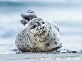 Pacific Harbor Seal Pup About Two Weeks Old, hauled out on a white sand beach along the coast of San Diego. This young seal will be weaned off its mothers milk and care when it is about four to six weeks old, and before that time it must learn how to forage for food on its own, a very difficult time for a young seal, Phoca vitulina richardsi, La Jolla, California