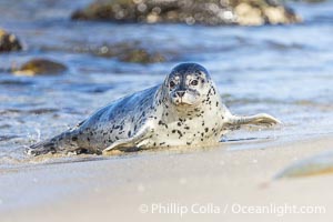 Pacific Harbor Seal Pup About Two Weeks Old, hauled out on a white sand beach along the coast of San Diego. This young seal will be weaned off its mothers milk and care when it is about four to six weeks old, and before that time it must learn how to forage for food on its own, a very difficult time for a young seal, Phoca vitulina richardsi, La Jolla, California