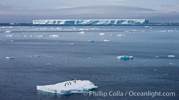 Small ice floe with penguins, with a large tabular iceberg in the distance, Antarctic Sound