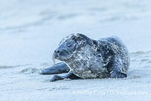 A small harbor seal pup only a few hours old, resting on a sand beach in San Diego between episodes of nursing on its mother, Phoca vitulina richardsi, La Jolla, California