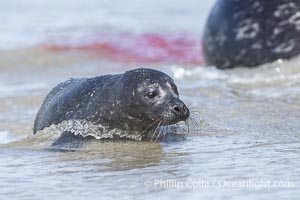 A small harbor seal pup only a few hours old, blood from the placenta is visible washing down the beach in the background, Phoca vitulina richardsi, La Jolla, California