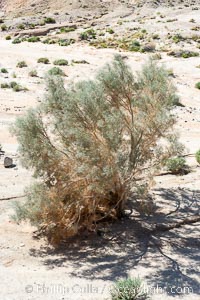 Smoketree, Arroyo Salado.  Anza Borrego Desert State Park, Psorothamnus spinosa, Anza-Borrego Desert State Park, Borrego Springs, California
