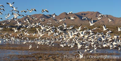 Snow geese blast off.  After resting and preening on water, snow geese are started by a coyote, hawk or just wind and take off en masse by the thousands.  As many as 50,000 snow geese are found at Bosque del Apache NWR at times, stopping at the refuge during their winter migration along the Rio Grande River, Chen caerulescens, Bosque del Apache National Wildlife Refuge, Socorro, New Mexico