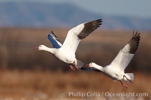 Snow geese in flight, Chen caerulescens, Bosque del Apache National Wildlife Refuge, Socorro, New Mexico