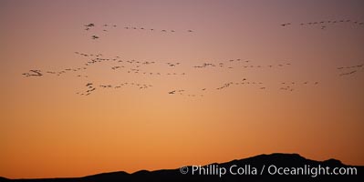 Snow geese in flight, at sunrise with rich early morning sky colors, Chen caerulescens, Bosque del Apache National Wildlife Refuge, Socorro, New Mexico