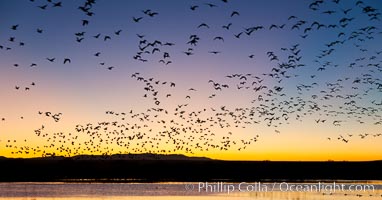 Snow geese in flight at sunrise.  Bosque del Apache NWR is winter home to many thousands of snow geese which are often see in vast flocks in the sky, Chen caerulescens, Bosque Del Apache, Socorro, New Mexico