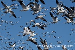 Snow Geese in Flight in Large Flock, Bosque del Apache National Wildlife Refuge, Chen caerulescens, Socorro, New Mexico