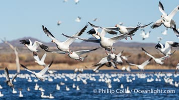 Snow Geese in Flight in Large Flock, Bosque del Apache National Wildlife Refuge, Chen caerulescens, Socorro, New Mexico