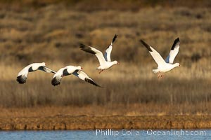 Snow Geese in Flight, Bosque del Apache NWR, Chen caerulescens, Bosque del Apache National Wildlife Refuge, Socorro, New Mexico