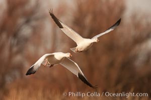 Snow geese in flight, Chen caerulescens, Bosque Del Apache, Socorro, New Mexico