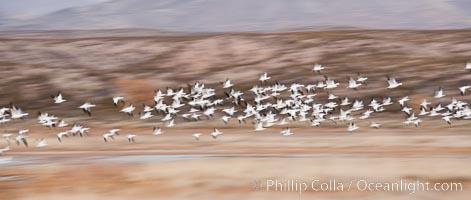 Snow geese in flight, wings are blurred in long time exposure as they are flying, Chen caerulescens, Bosque Del Apache, Socorro, New Mexico