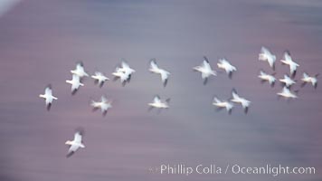 Snow geese in flight, wings are blurred in long time exposure as they are flying, Chen caerulescens, Bosque Del Apache, Socorro, New Mexico