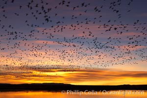 Snow geese at dawn.  Snow geese often "blast off" just before or after dawn, leaving the ponds where they rest for the night to forage elsewhere during the day, Chen caerulescens, Bosque del Apache National Wildlife Refuge, Socorro, New Mexico