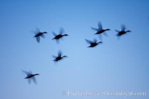 Snow geese, flying in syncrony through color twilight skies, wings blurred due to long time exposure, Chen caerulescens, Bosque del Apache National Wildlife Refuge, Socorro, New Mexico