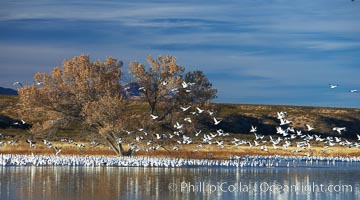 Snow geese and one of the "crane pools" in the northern part of Bosque del Apache NWR, Chen caerulescens, Bosque del Apache National Wildlife Refuge, Socorro, New Mexico