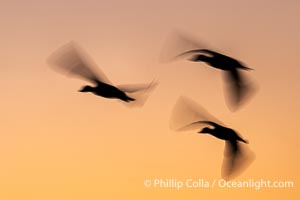 Snow geese fly in huge numbers at sunrise. Thousands of wintering snow geese take to the sky in predawn light in Bosque del Apache's famous "blast off". The flock can be as large as 20,000 geese or more, Chen caerulescens, Bosque del Apache National Wildlife Refuge, Socorro, New Mexico