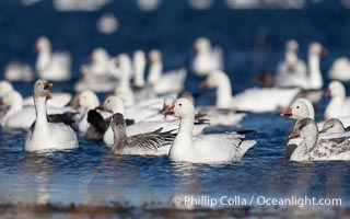 Snow geese resting, on a still pond in early morning light, in groups of several thousands, Chen caerulescens, Bosque del Apache National Wildlife Refuge, Socorro, New Mexico