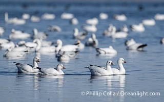 Snow geese resting, on a still pond in early morning light, in groups of several thousands, Chen caerulescens, Bosque del Apache National Wildlife Refuge, Socorro, New Mexico