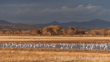 Snow geese and sandhill cranes, Chen caerulescens, Grus canadensis, Bosque Del Apache, Socorro, New Mexico