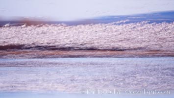 Snow geese at sunrise.  Thousands of wintering snow geese take to the sky in predawn light in Bosque del Apache's famous "blast off".  The flock can be as large as 20,000 geese or more.  Long time exposure creates blurring among the geese, Chen caerulescens, Bosque del Apache National Wildlife Refuge, Socorro, New Mexico