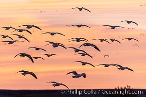 Snow geese fly in huge numbers at sunrise. Thousands of wintering snow geese take to the sky in predawn light in Bosque del Apache's famous "blast off". The flock can be as large as 20,000 geese or more, Chen caerulescens, Bosque del Apache National Wildlife Refuge, Socorro, New Mexico